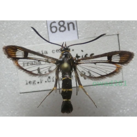 Synanthedon tipuliformis (Clerck, 1759) Czech68n